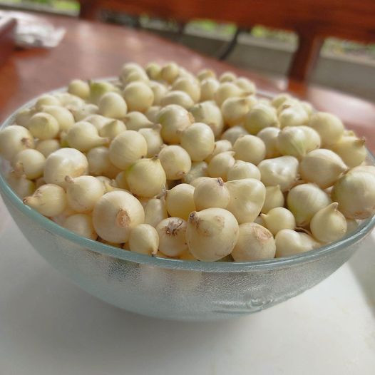 Hành tăm chữa nhiều bệnh rất độc đáo nhiều người chưa biết - Ảnh BSCC