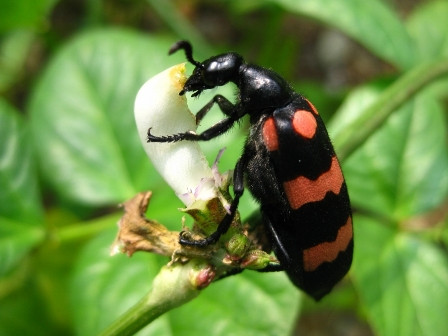 Sâu ban miêu - Ảnh minh họa