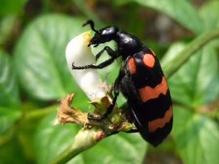 Sâu ban miêu - Ảnh minh họa
