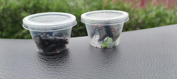 02 mẫu côn trùng được gửi kiểm nghiệm - Ảnh Cục An toàn Thực phẩm cung cấp