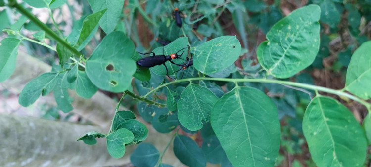 Ảnh côn trùng còn sống - Ảnh BVCC