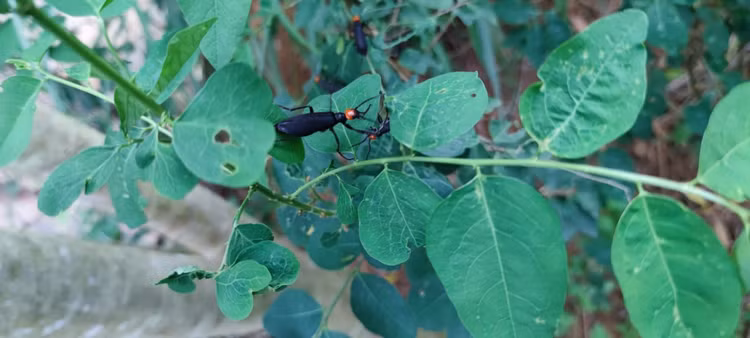 Ảnh côn trùng còn sống - Ảnh BVCC