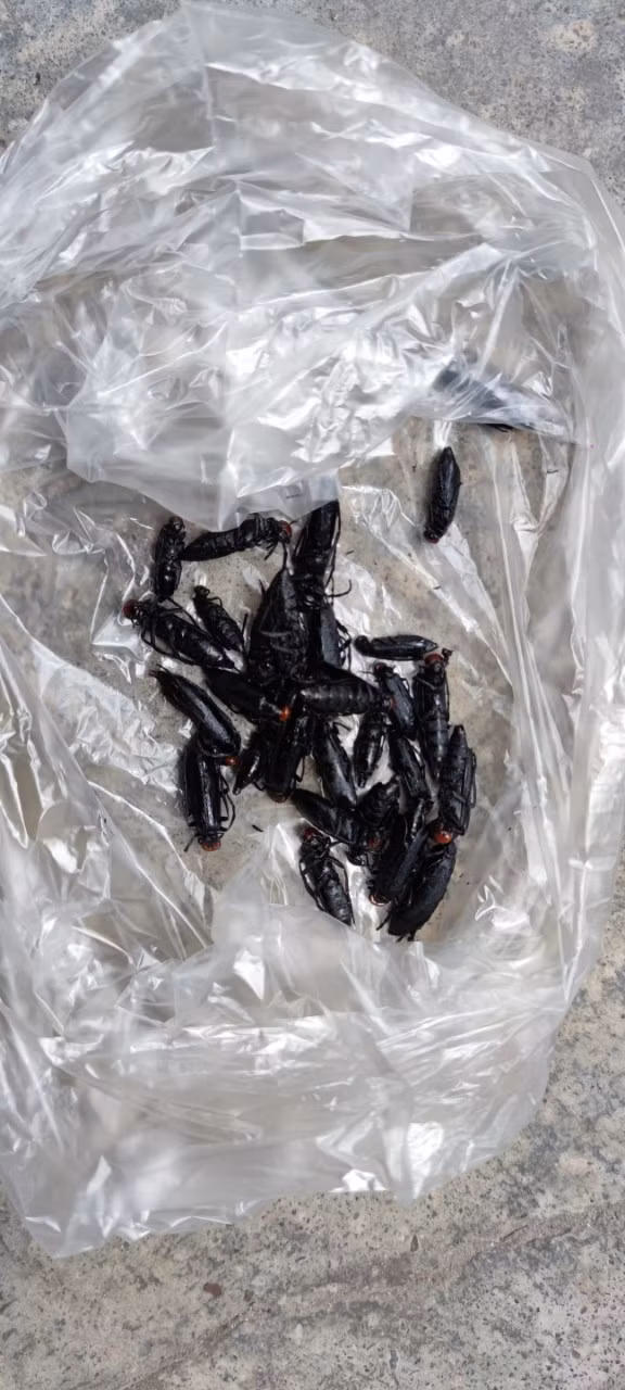 Ảnh côn trùng được chế biến - Ảnh BVCC