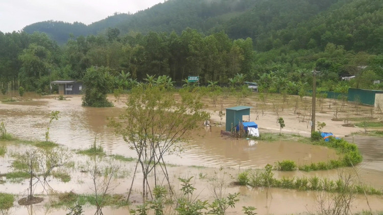 Cả dự án trồng mơ đều bị ngập do hệ thống thoát nước nhỏ.