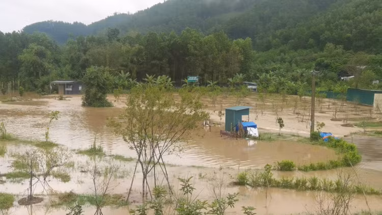 Cả dự án trồng mơ đều bị ngập do hệ thống thoát nước nhỏ.