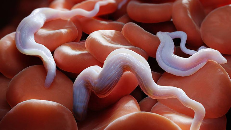 Ho nhiều từng cơn, khó thở... vào viện phát hiện viêm phổi do ký sinh trùng - Ảnh minh hoạ