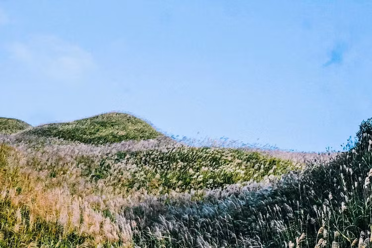 Chẳng còn nét đẹp hoang sơ, hùng vĩ đơn thuần của những dốc núi cheo leo, những thửa ruộng bậc thang óng vàng trải dài bất tận,… mà lúc này, Bình Liêu lại mang vẻ dịu dàng, mong manh quá đỗi của một màu lau trắng, đẹp tới hóa ngẩn ngơ - Ảnh: Mật Đắng