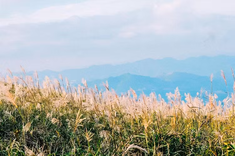 Lúc này, khi cái nắng hanh hao không đủ sức xua đi chút giá lạnh của rừng núi vào thu, những đồi lau trắng bạt ngàn nơi Bình Liêu lại cuốn hút một cách kì lạ những tâm hồn mộng mơ, những “đôi chân phượt” mê mải, những “bánh bèo” thích sống ảo, những “phó nháy” yêu nghệ thuật và những cặp uyên ương rủ nhau về đây để ngất ngây trong khúc tình mật ngọt đầy đắm say này - Ảnh: Mật Đắng