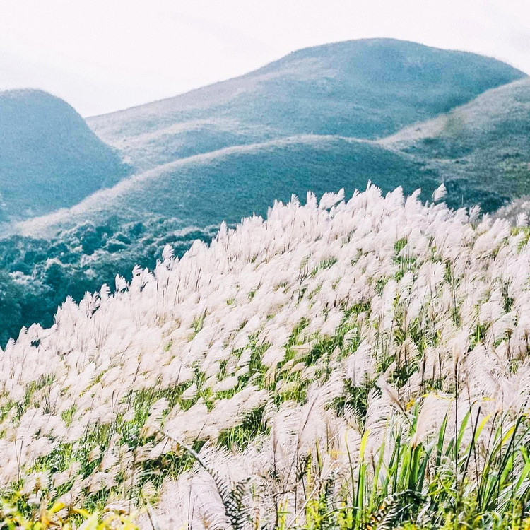 Khi đứng từ trên “sống lưng khủng long” nhìn xuống thung lũng sẽ mở ra những “sóng” ruộng bậc thang trải dài tít tắp, mềm mại, uốn lượn như những dải lụa vắt ngang lưng núi. Nhưng khi thu về qua ngõ, vào mùa cỏ lau ở Bình Liêu, mở ra phía dưới cung đường biên giới huyền thoại này còn là những rặng cỏ lau trắng muốt, rì rào trong gió - Ảnh: Mật Đắng