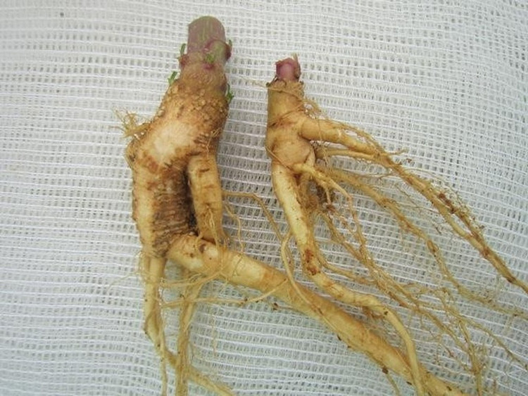 Củ cây thương lục (Ảnh: Sở Y tế Lào Cai).