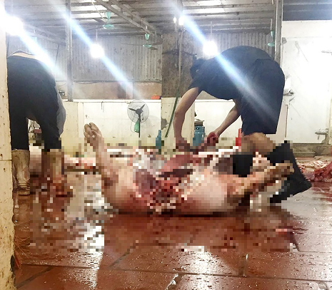 Các cơ sở này không được chính quyền địa phương cấp phép hoạt động, cơ quan thú y khó kiểm tra, kiểm soát theo quy định.