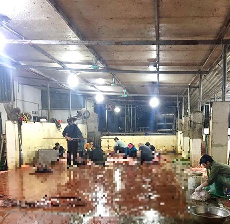 Công nhân tiến hành mổ lợn trên sàn gạch, nguy cơ cao mất vệ sinh an toàn thực phẩm.