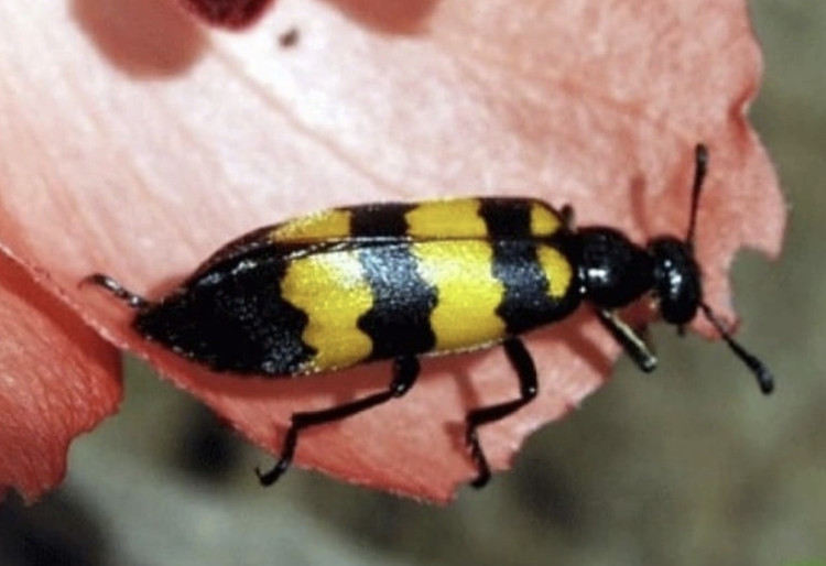 Con sâu ban miêu người nhà nạn nhân giữ lại đem tới bệnh viện - Ảnh BVCC