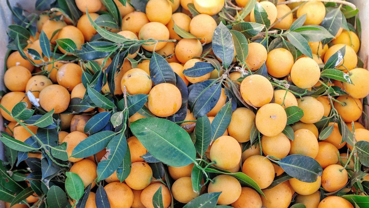 Quả thanh trà đem về rất nhiều lợi ích cho sức khỏe