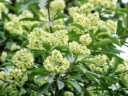 Chuyên gia mách cách dùng cây hoa sữa bồi bổ, chữa bệnh ảnh 1 Chuyên gia mách cách dùng cây hoa sữa bồi bổ, chữa bệnh ảnh 1