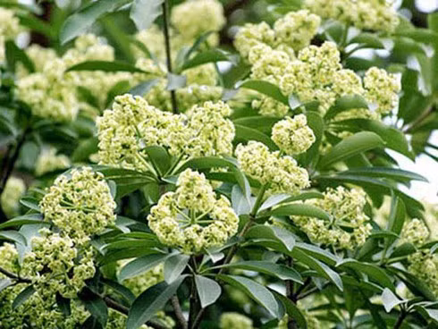 Chuyên gia mách cách dùng cây hoa sữa bồi bổ, chữa bệnh ảnh 1