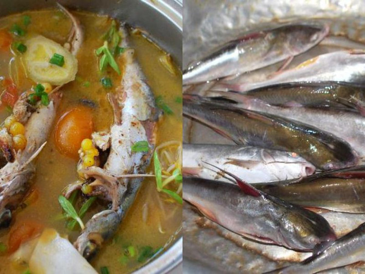 Ăn cá tăng miễn dịch phòng ngừa ung thư ảnh 1