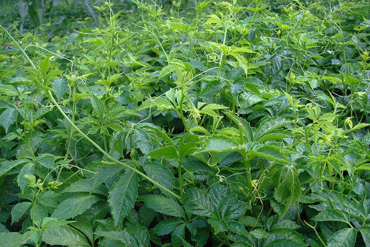 Cây giảo cổ lam - Ảnh minh họa