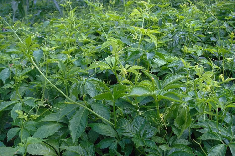 Cây giảo cổ lam - Ảnh minh họa