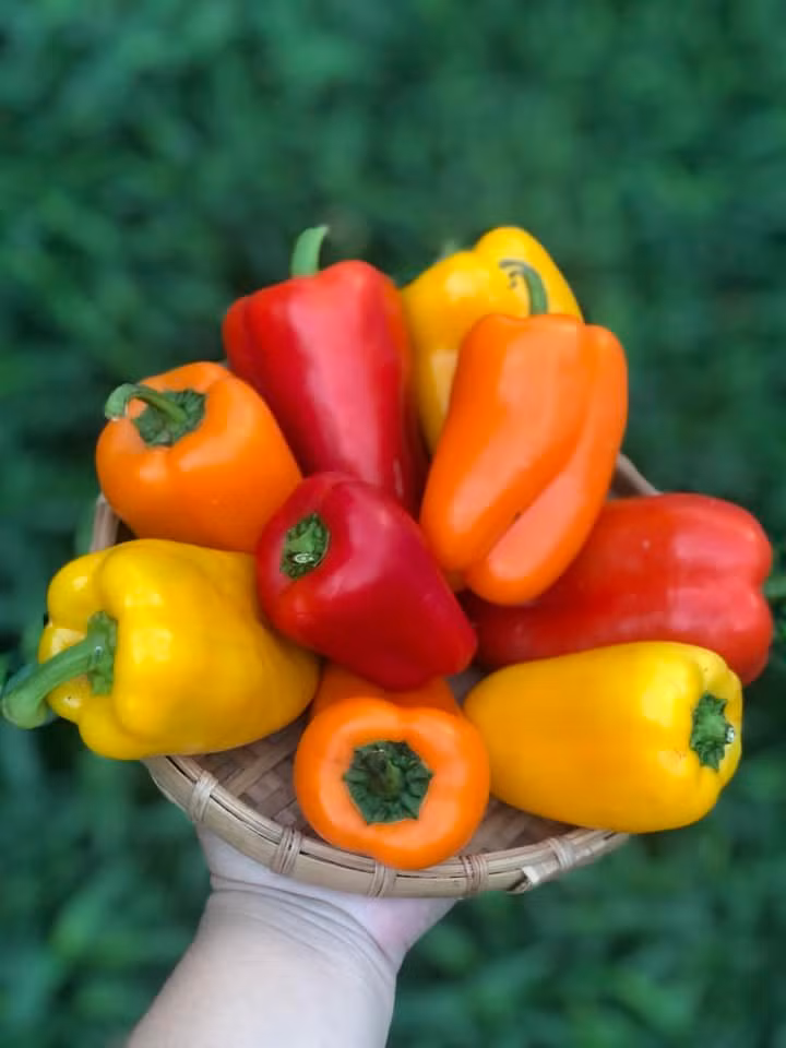 Ăn ớt chuông tươi sống sẽ giữ được nhiều vitamin và dưỡng chất, cũng như là mùi vị.