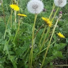 Loại rau "tốt nhất thế giới", ở nước ta mọc um tùm như cỏ... - Ảnh minh họa Loại rau "tốt nhất thế giới", ở nước ta mọc um tùm như cỏ... - Ảnh minh họa