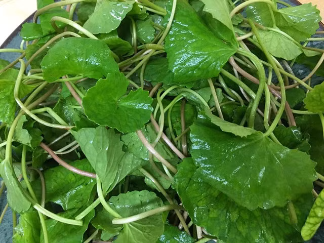 Lá rau má Lá rau má