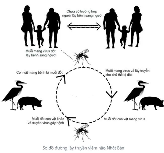 Con đường lây truyền viêm não Nhật Bản