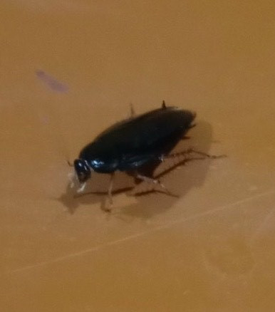 Sau ban miêu - Ảnh BVCC