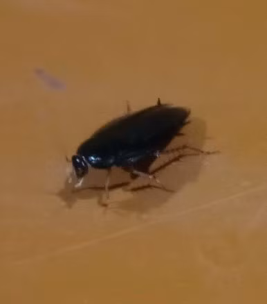 Sau ban miêu - Ảnh BVCC Sau ban miêu - Ảnh BVCC