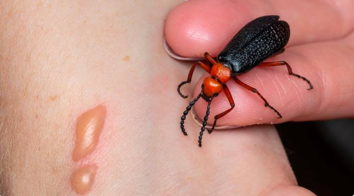 Sâu ban miêu - Ảnh minh họa