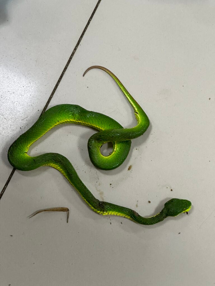 Hình ảnh rắn lục đuôi đỏ