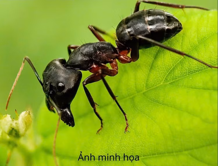 kien-chui-1.jpg