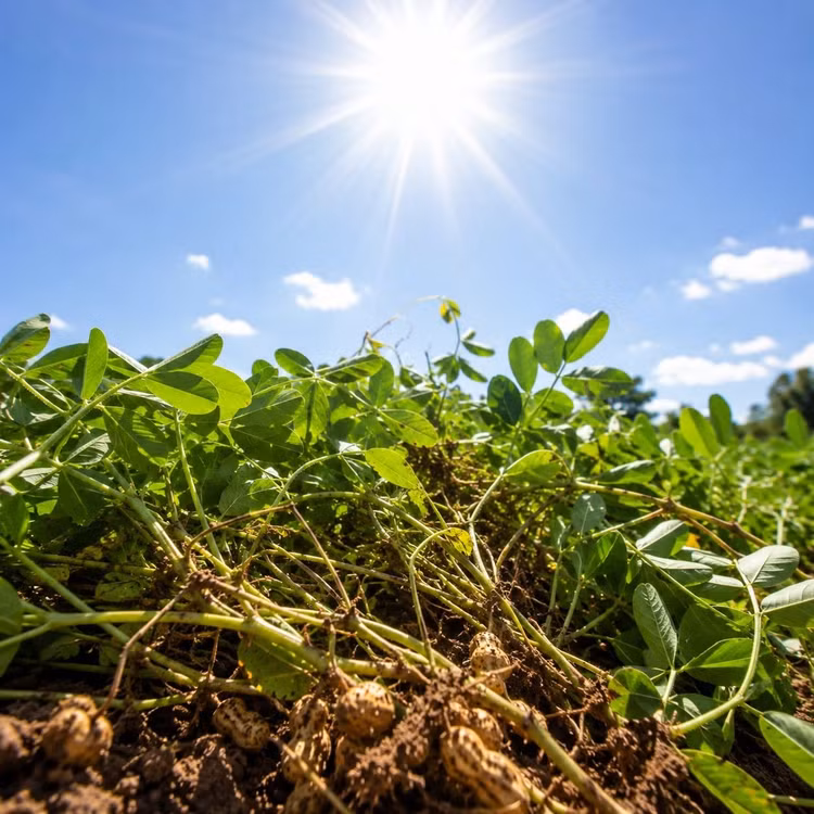nho-lac.jpg