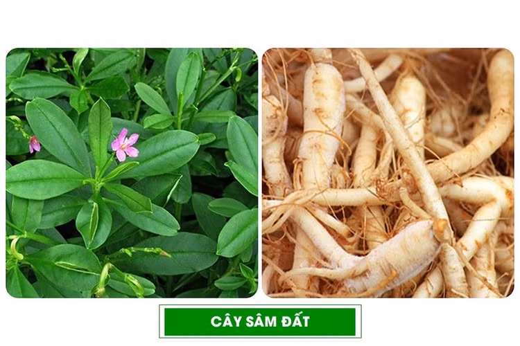sam-dat-2.jpg