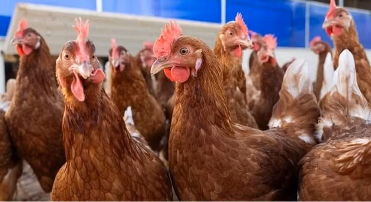 cum-gia-cam-h5n5.jpg