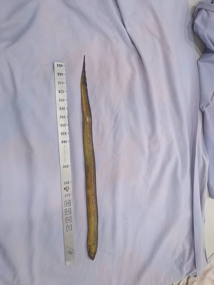 luon-1.jpg