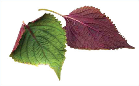 Bà bầu bị viêm họng... áp dụng ngay những mẹo này ảnh 10