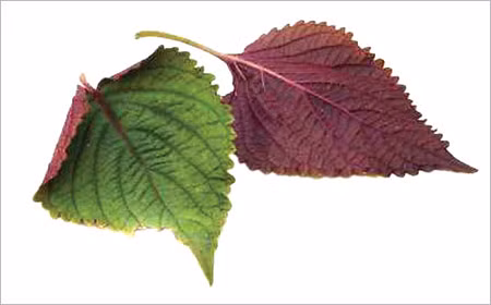 Bà bầu bị viêm họng... áp dụng ngay những mẹo này ảnh 10