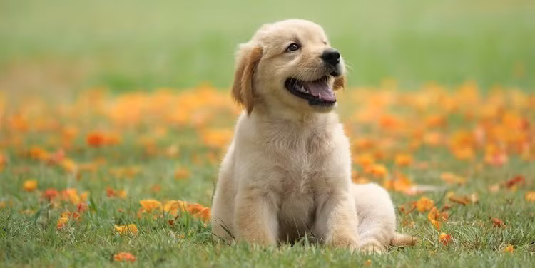 Sau ngày vía Thần Tài: Bốn con giáp gặp thời hoàng kim, tiền rủng rỉnh - Hình 8 Sau ngay via Than Tai: Bon con giap gap thoi hoang kim, tien rung rinh-Hinh-8