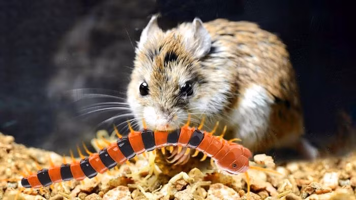 Rung minh loai chuot 