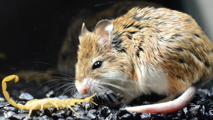 Rùng mình loài chuột "xơi tái" đồng loại, hú như sói dưới ánh trăng Rung minh loai chuot