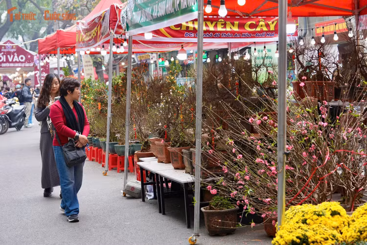Trong thời gian diễn ra chợ hoa, các tuyến đường liên quan cũng được tổ chức cấm đường, phân luồng giao thông hợp lý để đảm bảo an toàn. Các điểm trông giữ phương tiện được bố trí tại phố Phùng Hưng và các khu vực lân cận, giúp người dân thuận tiện hơn khi tới tham quan.
