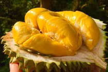 Sầu riêng Musang King rớt giá kỷ lục chưa từng có