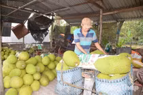 Giá mít tại miền Tây tăng gấp ba lần sau đợt khan hàng
