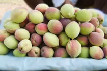 Đào mèo Sơn La phủ sóng thị trường dịp chính vụ
