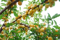 Thủ phủ mơ rừng miền núi phía Bắc và hành trình thương mại hóa