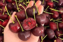 Giá cherry Mỹ tăng mạnh tại Hà Nội do chi phí nhập khẩu cao