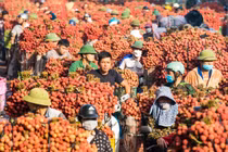 "Mất mùa nhưng được giá", vải thiều Bắc Ninh đại thắng với hơn 7.200 tỷ