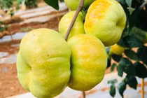Hồng táo dẹt Trung Quốc sốt giá trên chợ mạng Việt Nam