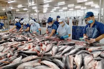 Áp lực thuế quan khiến xuất khẩu cá tra sang Mỹ sụt giảm